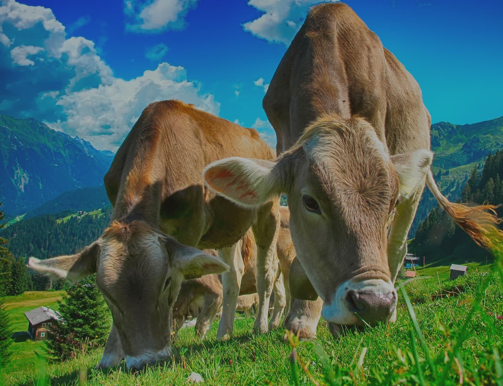 Farm Transformation & Management